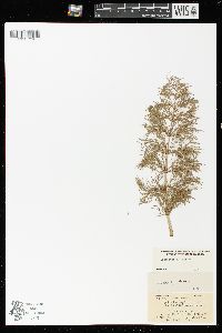 Equisetum sylvaticum image