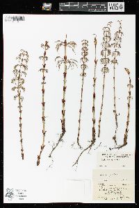 Equisetum sylvaticum image