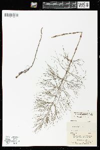 Equisetum sylvaticum image