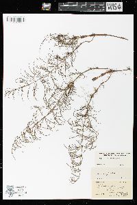 Equisetum sylvaticum image