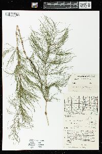 Equisetum sylvaticum image