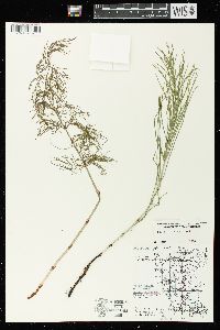 Equisetum sylvaticum image