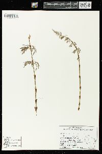 Equisetum sylvaticum image