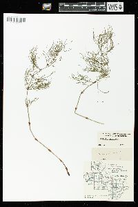 Equisetum sylvaticum image