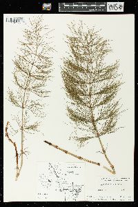 Equisetum sylvaticum image