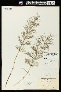 Equisetum sylvaticum image