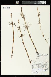 Equisetum sylvaticum image