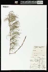 Equisetum sylvaticum image