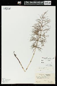 Equisetum sylvaticum image