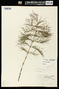 Equisetum sylvaticum image