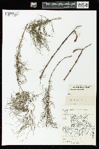 Equisetum sylvaticum image