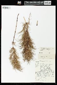 Equisetum sylvaticum image