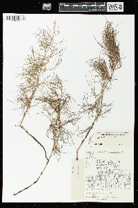 Equisetum sylvaticum image