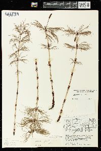 Equisetum sylvaticum image