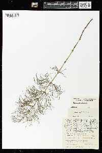 Equisetum sylvaticum image