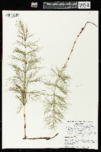 Equisetum sylvaticum image