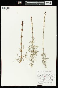 Equisetum sylvaticum image