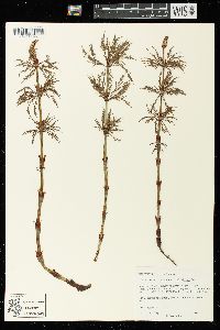 Equisetum sylvaticum image