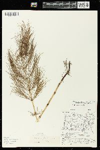 Equisetum sylvaticum image