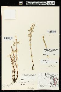 Equisetum sylvaticum image