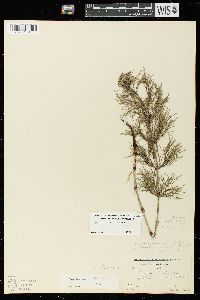 Equisetum sylvaticum image