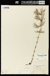 Equisetum sylvaticum image