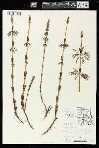 Equisetum sylvaticum image