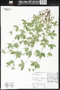 Galium circaezans image