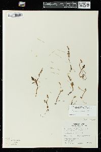 Botrychium simplex image