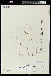 Botrychium simplex image