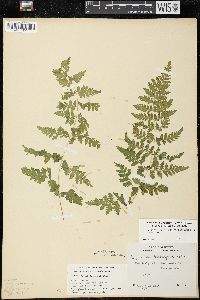 Cystopteris laurentiana image