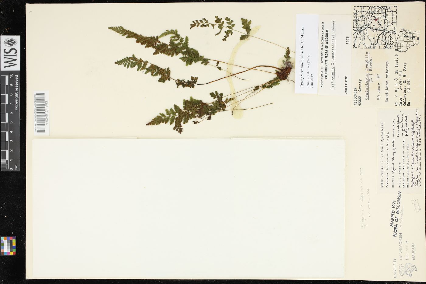 Cystopteris x illinoensis image