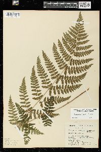 Dryopteris × boottii image