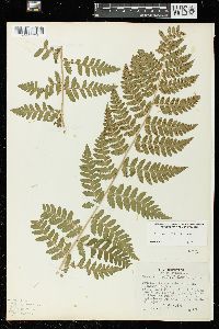 Dryopteris × boottii image