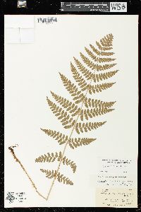 Dryopteris × boottii image