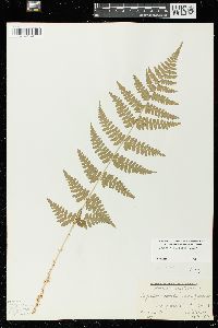 Dryopteris × boottii image
