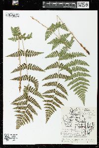 Dryopteris × boottii image