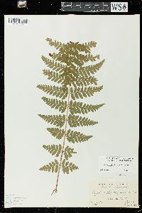 Dryopteris × boottii image