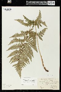 Dryopteris × triploidea image