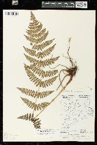 Dryopteris × triploidea image