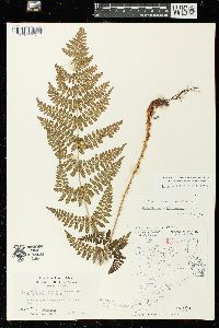 Dryopteris × triploidea image