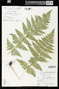 Dryopteris × triploidea image