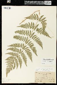 Dryopteris × triploidea image