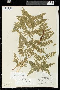 Dryopteris × triploidea image