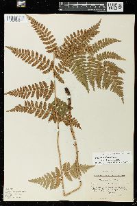 Dryopteris × triploidea image