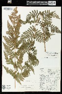 Dryopteris × triploidea image