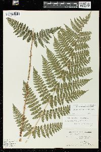 Dryopteris × triploidea image