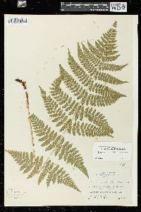 Dryopteris × triploidea image