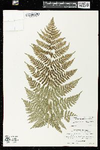 Dryopteris × triploidea image