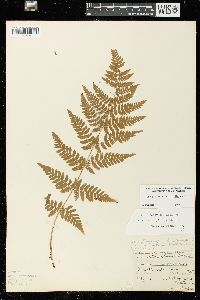 Dryopteris × triploidea image